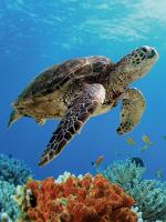 Certina и Sea Turtle Conservancy: Вместе под знаком черепахи